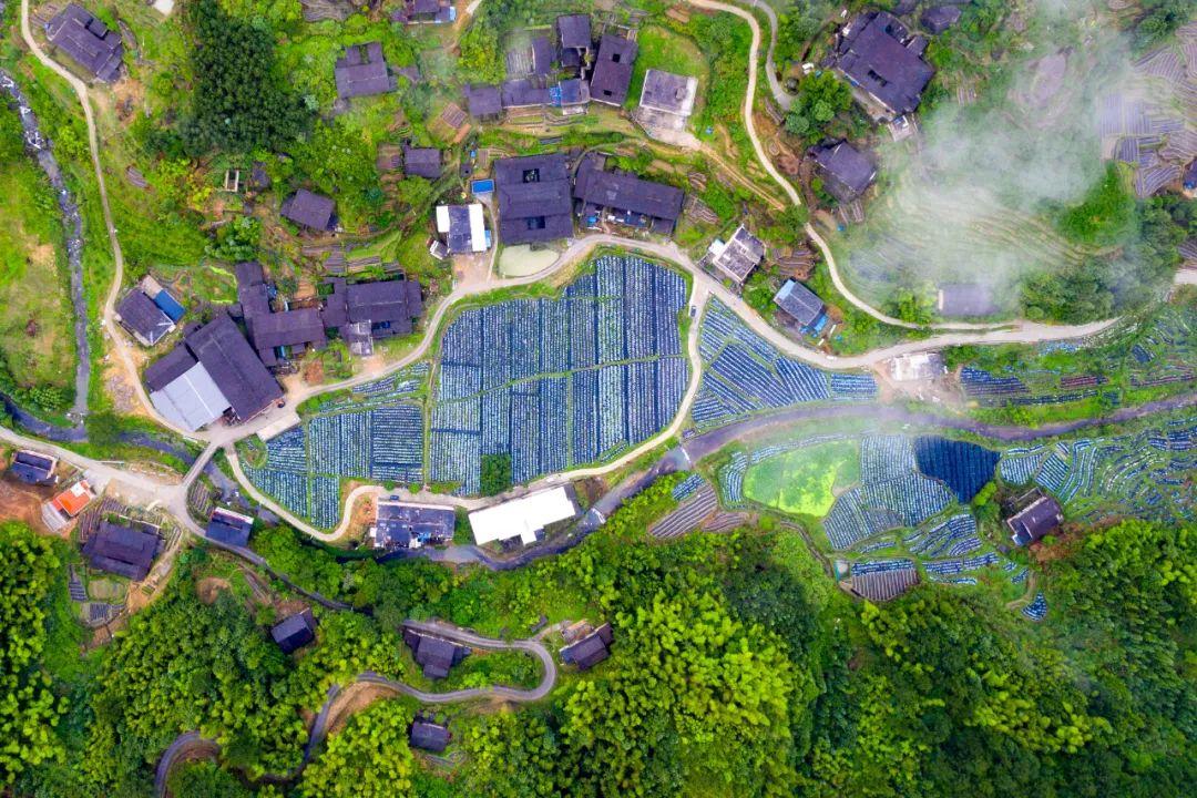 浪漫！福州版宫崎骏动画里的花海！