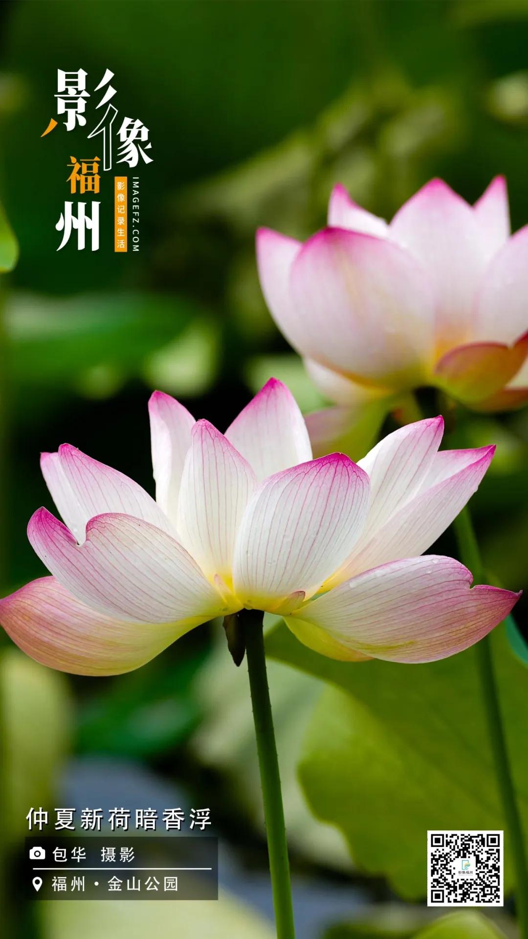 影像福州｜仲夏新荷暗香浮