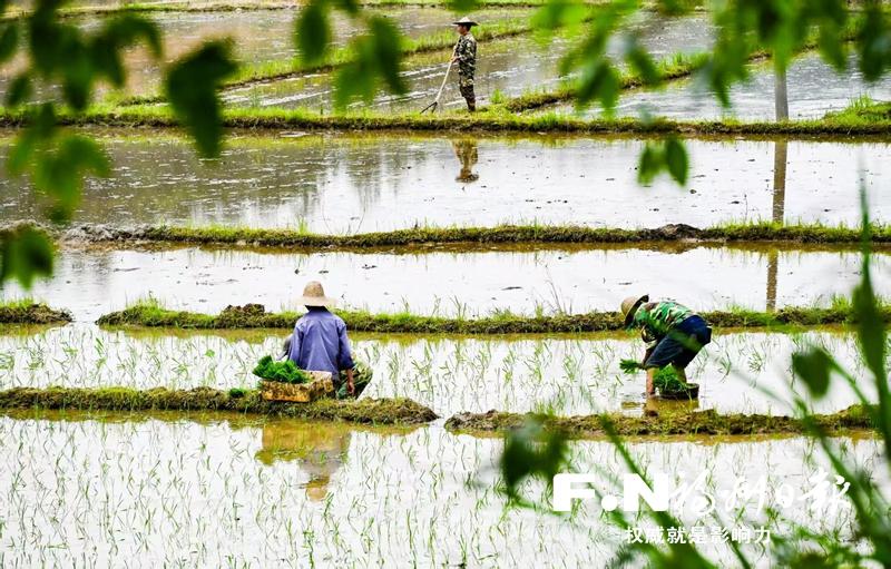 闽侯廷坪乡高山梯田迎来插秧季