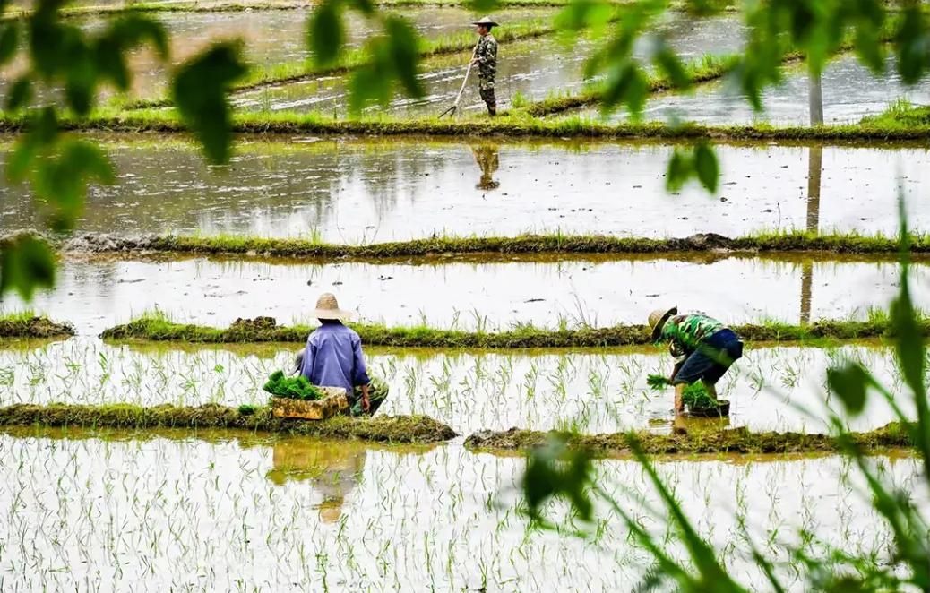 初夏插秧忙，稻田“织绿锦”