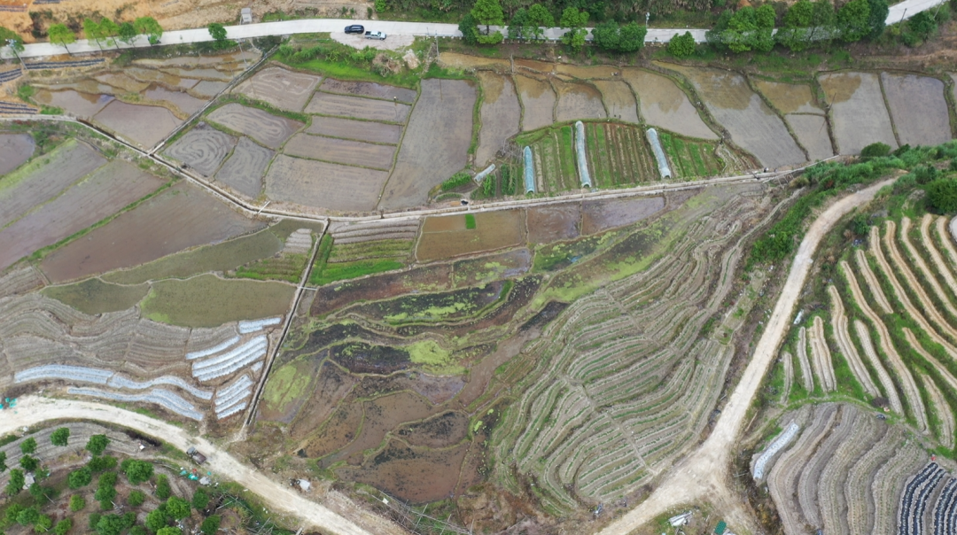 初夏插秧忙，稻田“织绿锦”