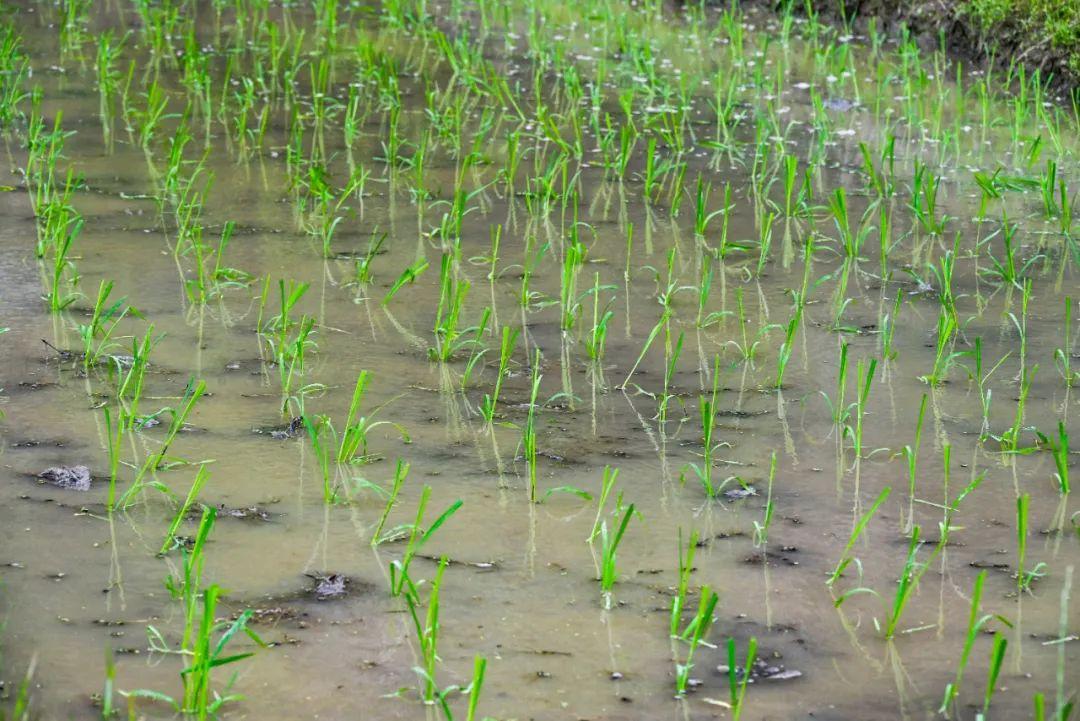 初夏插秧忙，稻田“织绿锦”