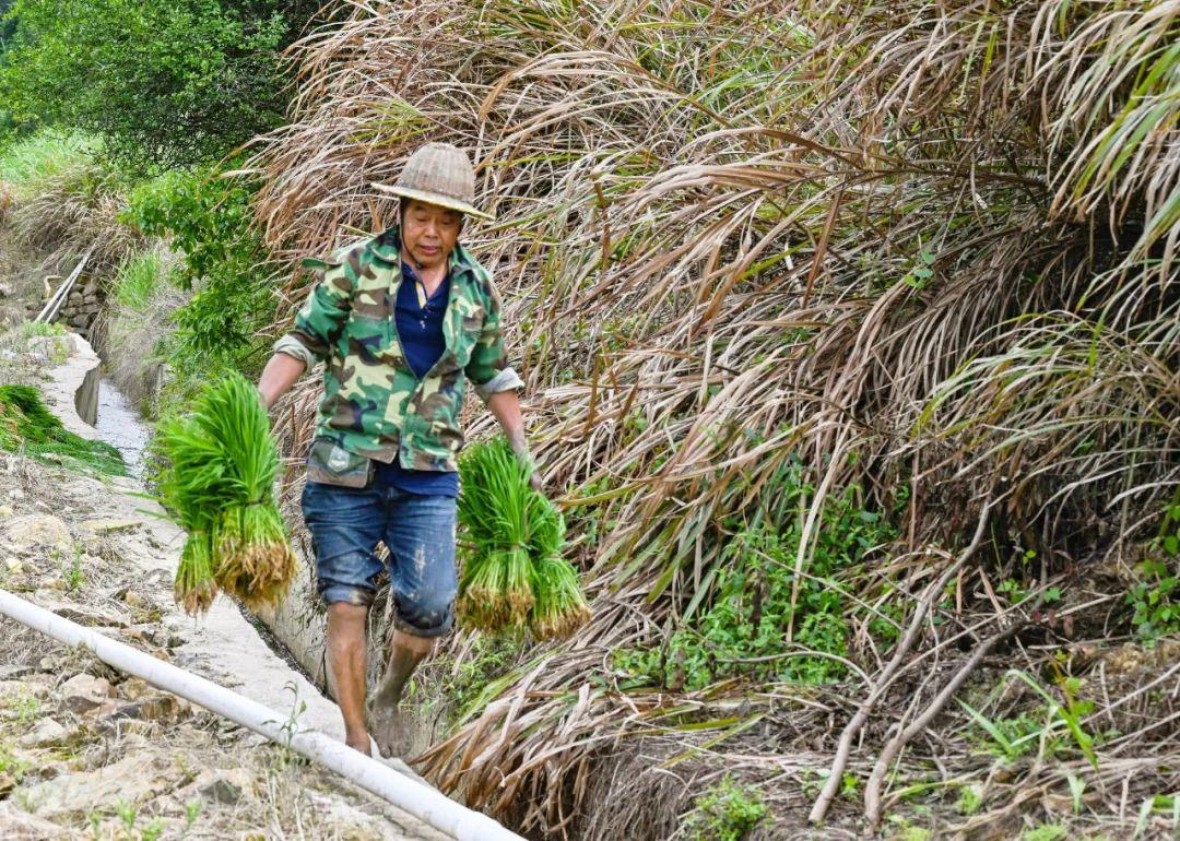 初夏插秧忙，稻田“织绿锦”