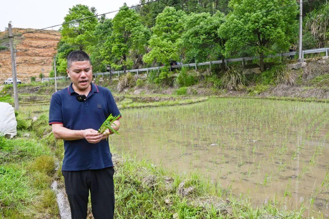 初夏插秧忙，稻田“织绿锦”