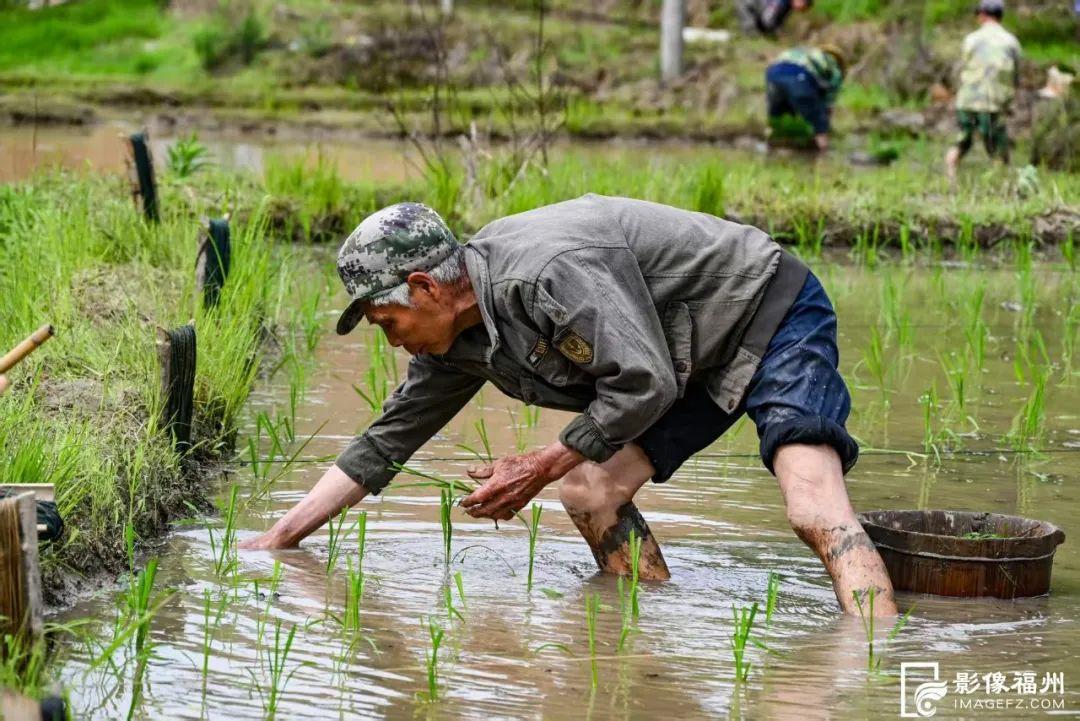 初夏插秧忙，稻田“织绿锦”