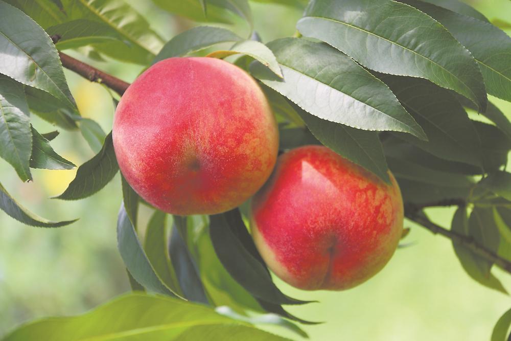 福建育成首个人工杂交早熟黄桃品种