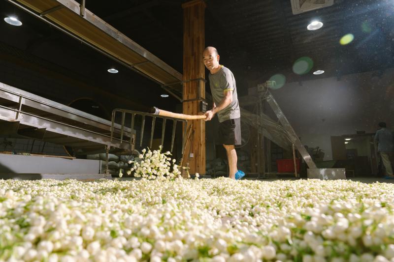 来福州 吃茉莉花茶去