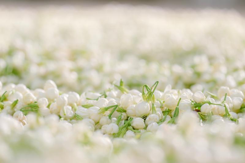 来福州 吃茉莉花茶去