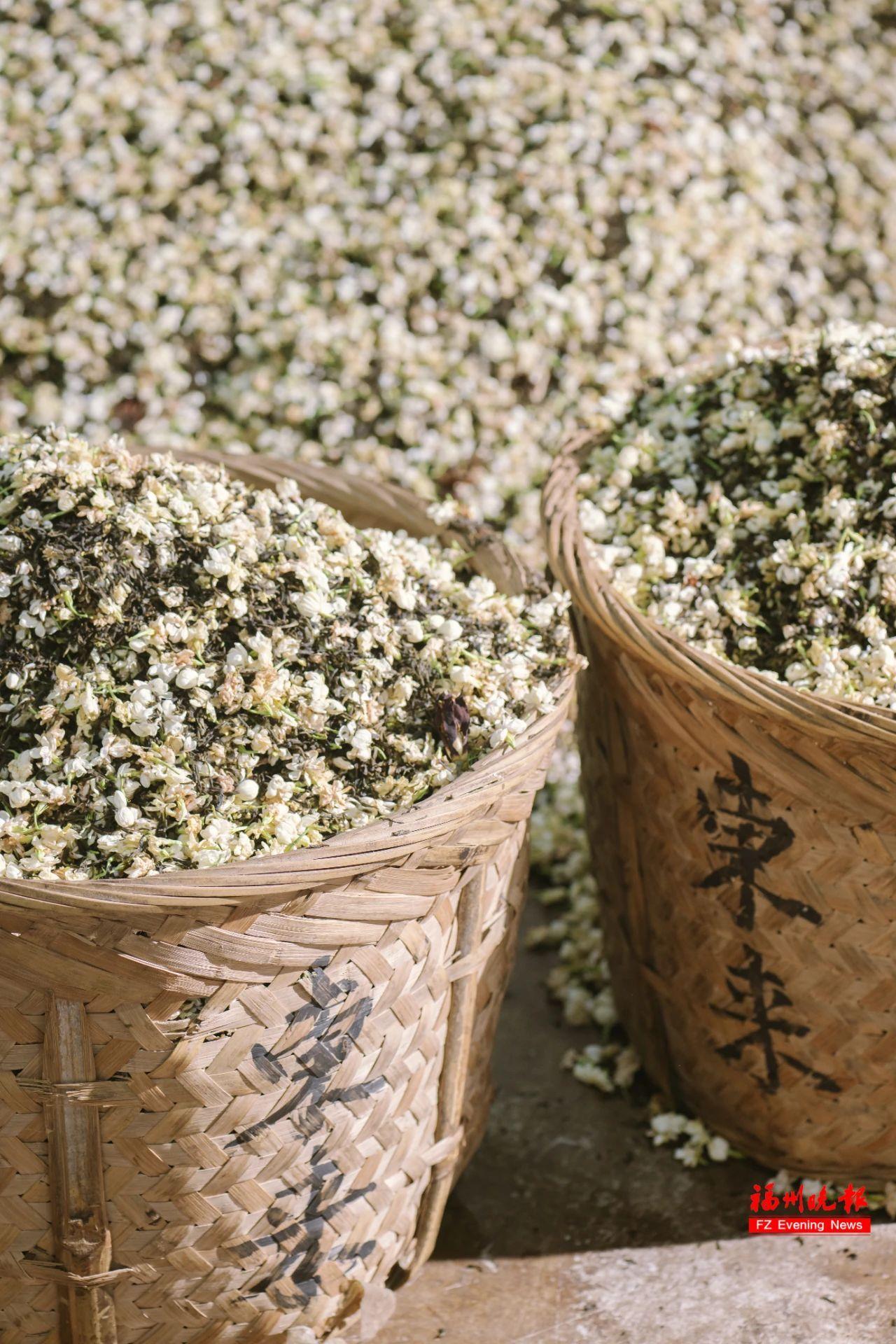 来福州 吃茉莉花茶去