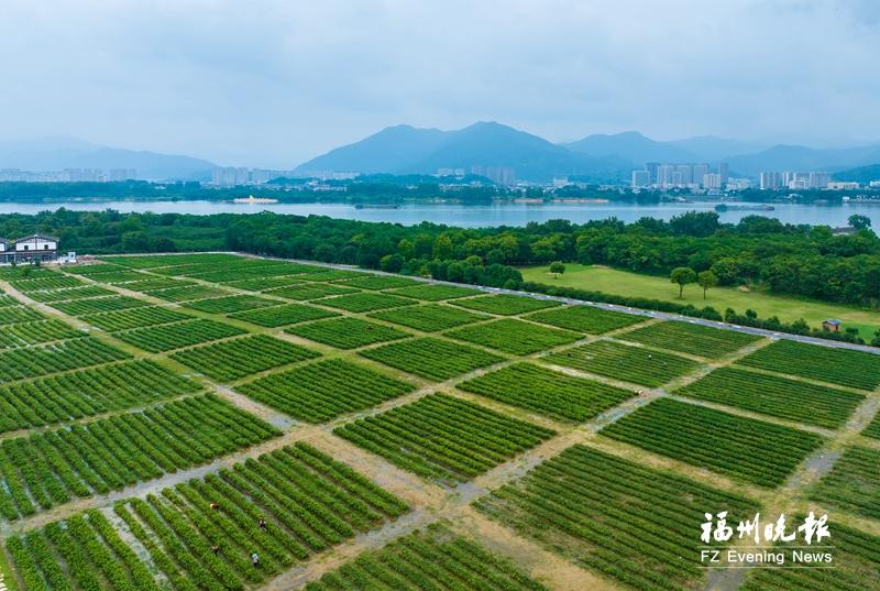 百亩茉莉开花 侯官古村飘香