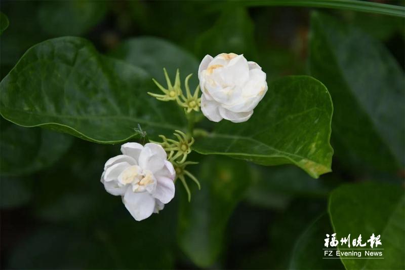 百亩茉莉开花 侯官古村飘香