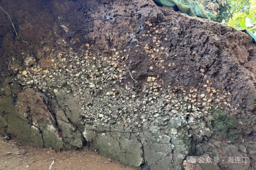 福建的“蓝色星辰”，就藏在这些遗址里……