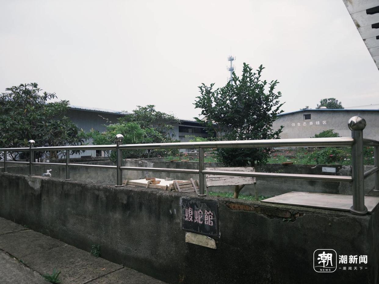 浙江一村40多户养了上百万条蛇