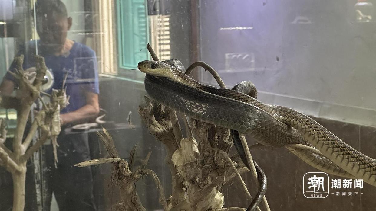 浙江一村40多户养了上百万条蛇