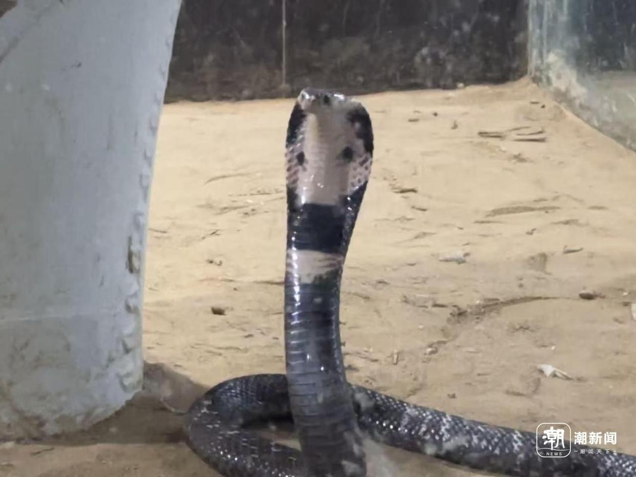 浙江一村40多户养了上百万条蛇