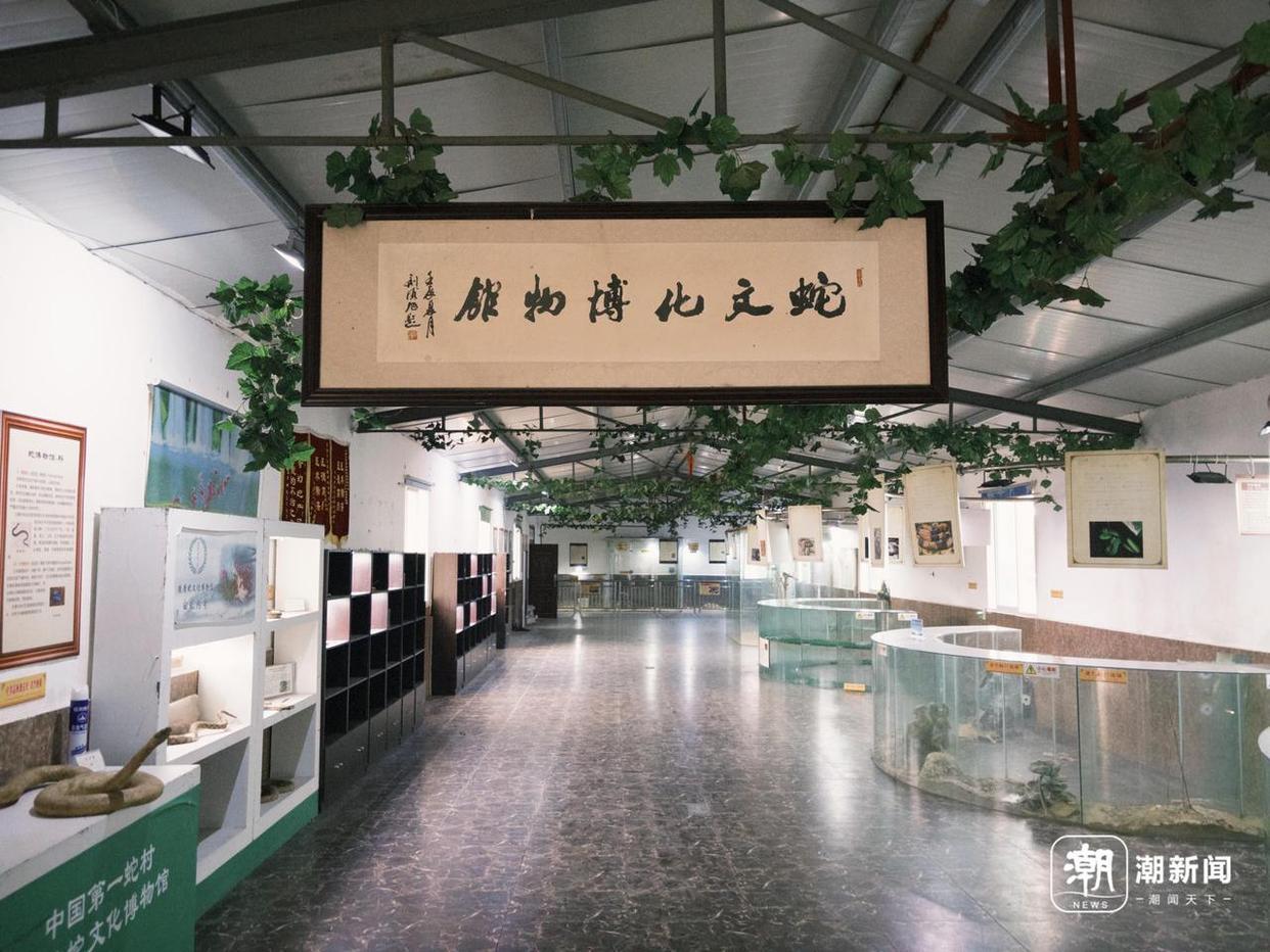 浙江一村40多户养了上百万条蛇