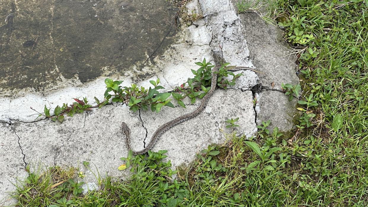 浙江一村40多户养了上百万条蛇