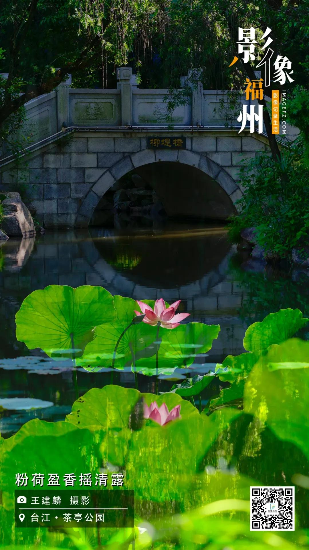 影像福州｜粉荷盈香摇清露