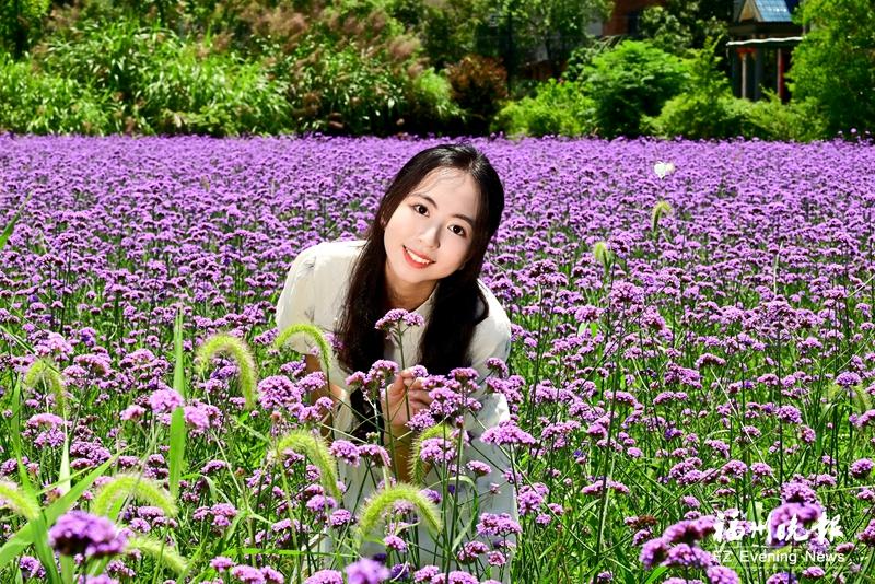 闽侯孔元花世界迎最佳观赏季 绚烂花海醉游人