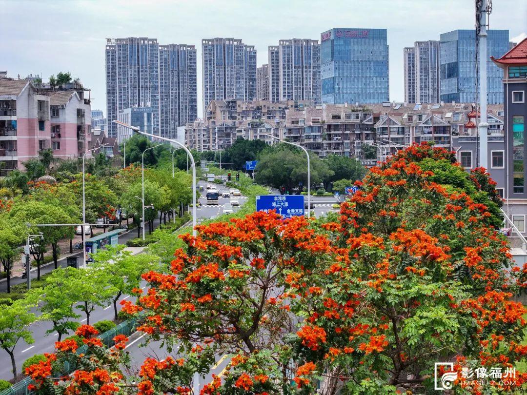 来福州,赴一场盛夏花事! 来福州,赴一场盛夏花事!