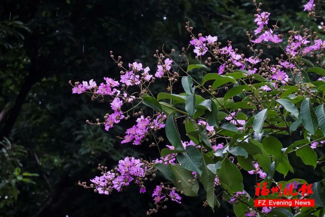 打卡！福州这些公园又上新！太美了！