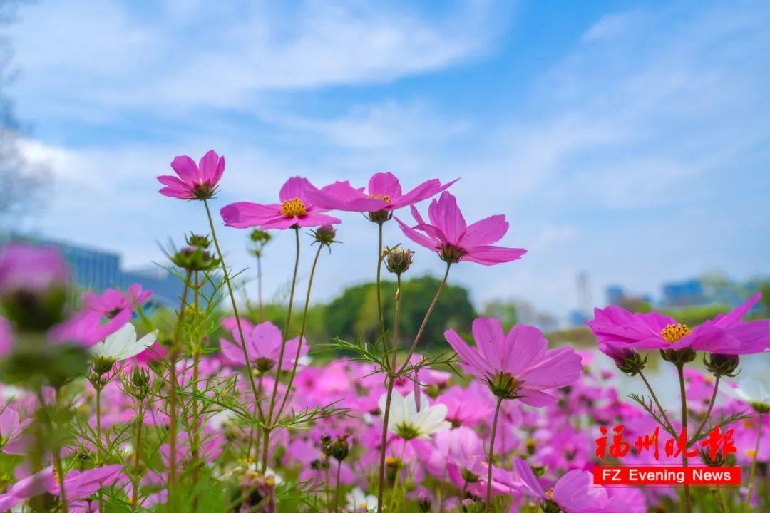 打卡！福州这些公园又上新！太美了！