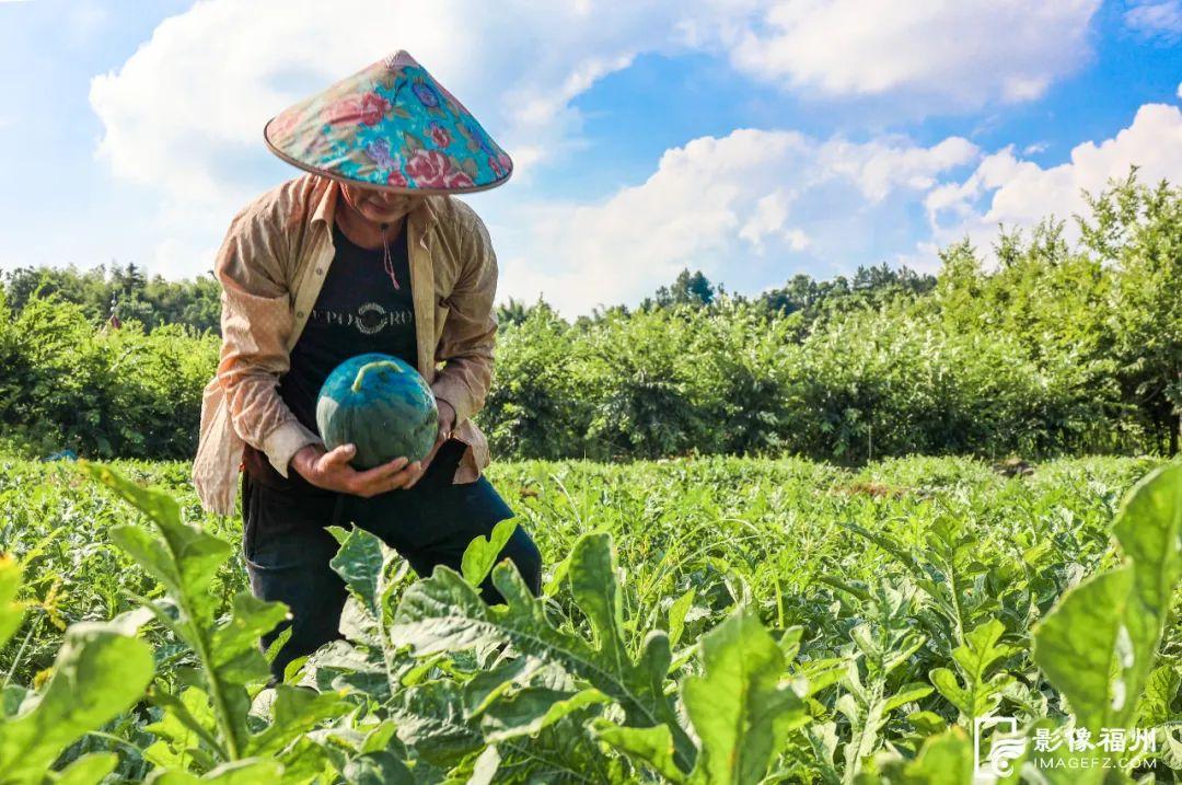 福州人有口福了！夏日美味大量上市