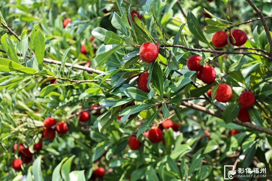 福州人有口福了！夏日美味大量上市