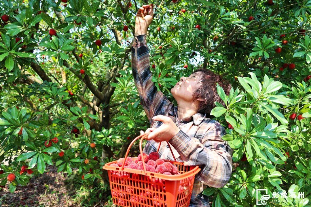 福州人有口福了！夏日美味大量上市