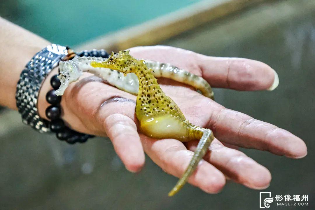 福州人有口福了！夏日美味大量上市