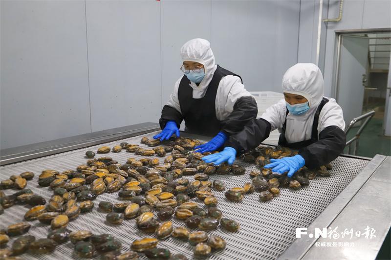 小鲍鱼闯出大市场 中国鲍鱼之乡连江持续吃透“一粒鲍”