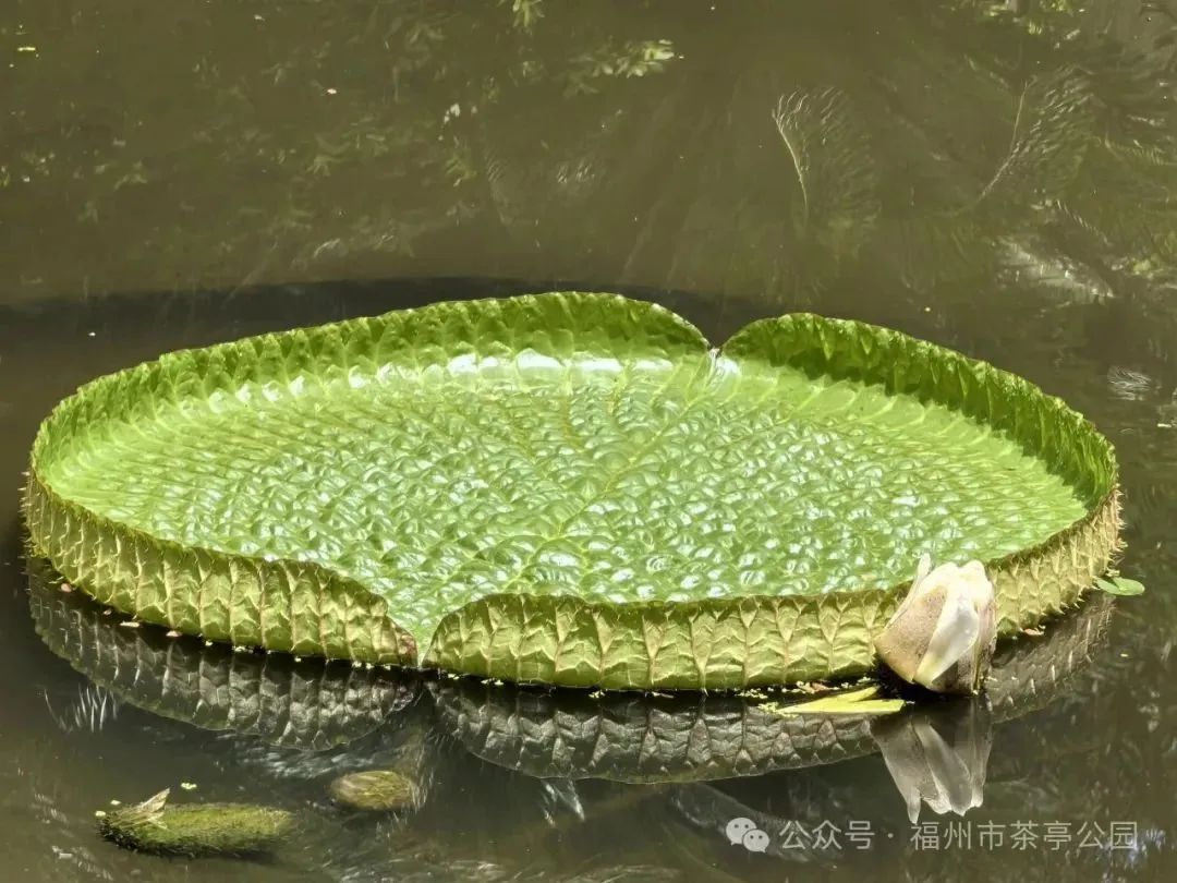 王莲开了！福州这个网红公园，上新了！