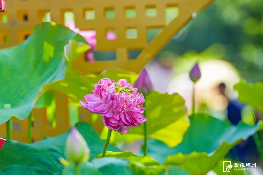福州“花花世界”来了!地铁直达! 福州“花花世界”来了!地铁直达!