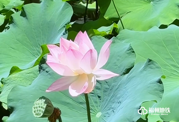 福州“花花世界”来了!地铁直达! 福州“花花世界”来了!地铁直达!