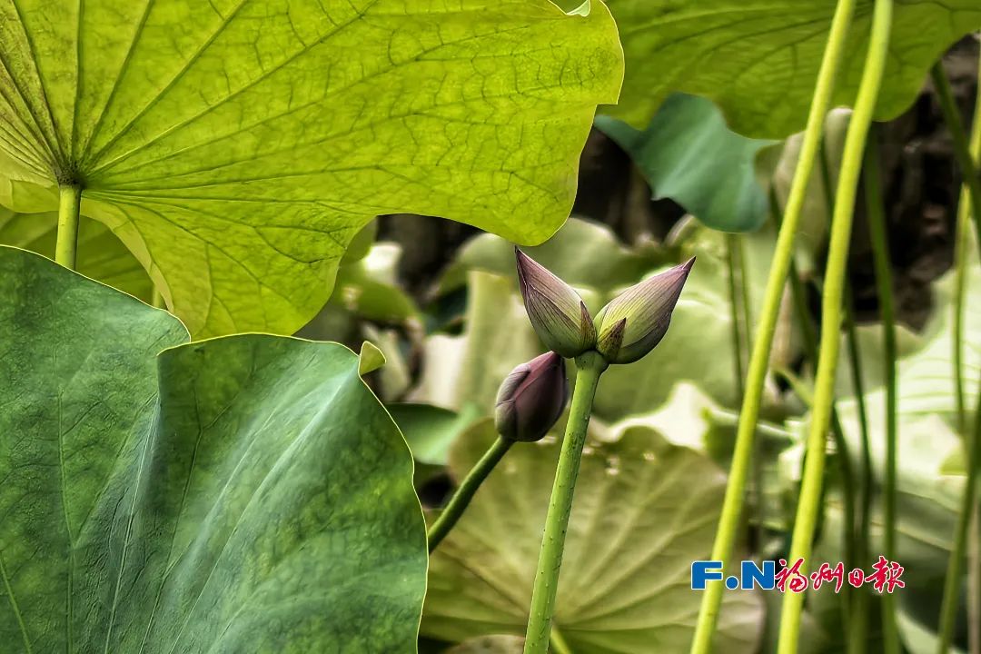 福州“花花世界”来了!地铁直达! 福州“花花世界”来了!地铁直达!