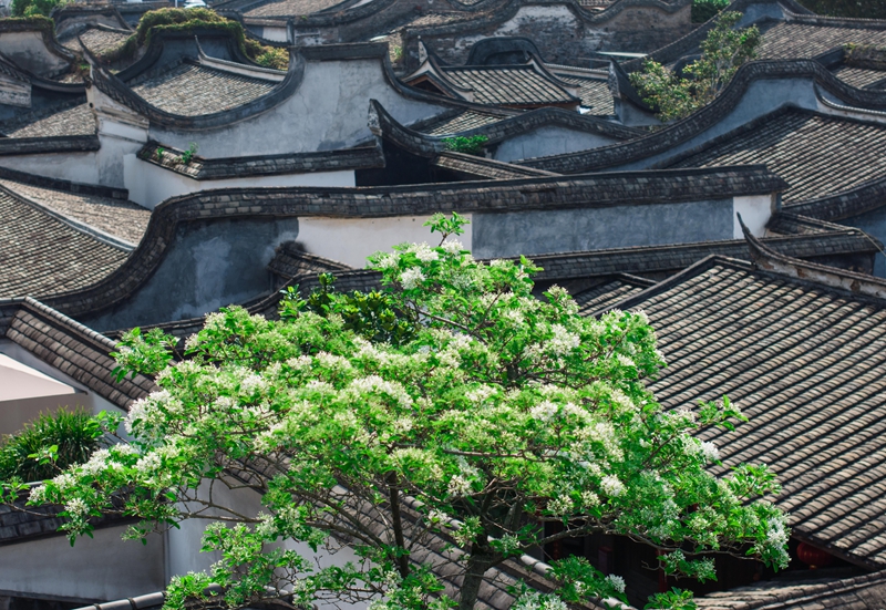 沾福气！福州这些书院“盛产”学霸