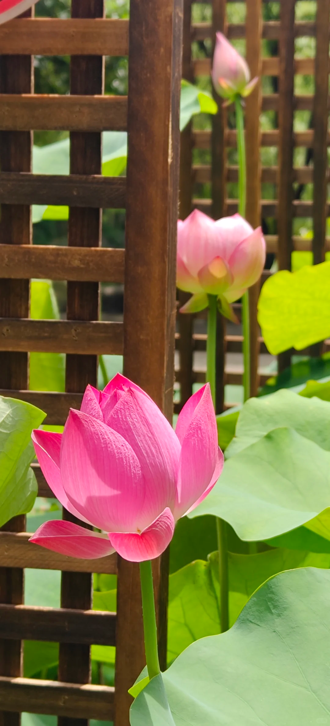 暑假进度条：■□□□□□