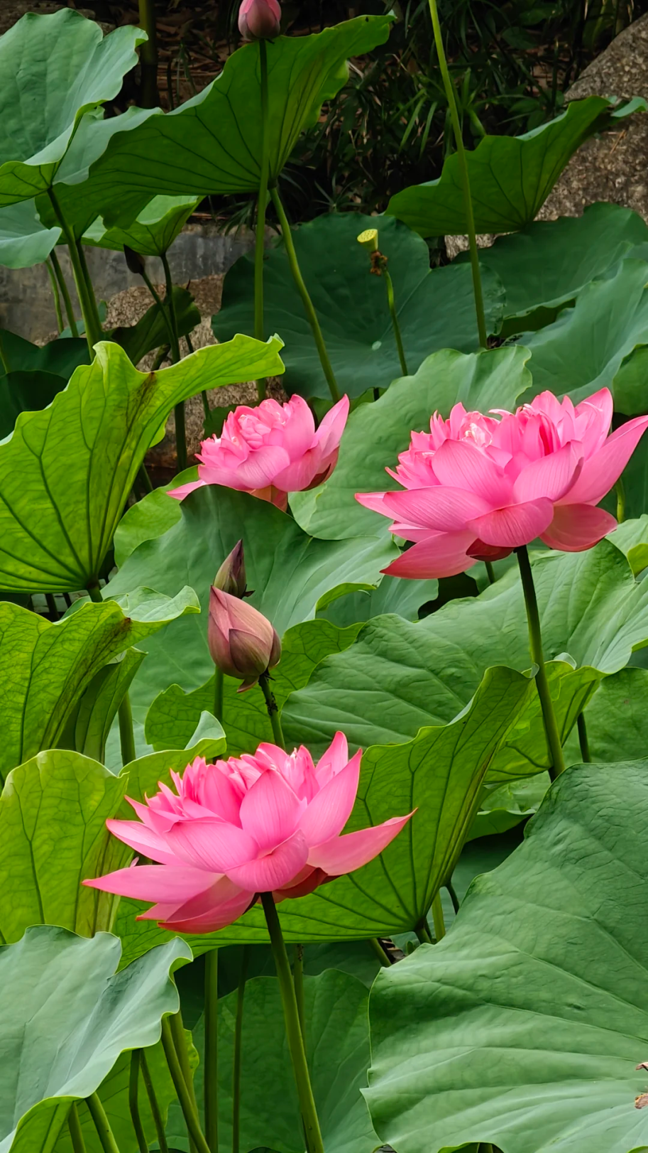 暑假进度条：■□□□□□