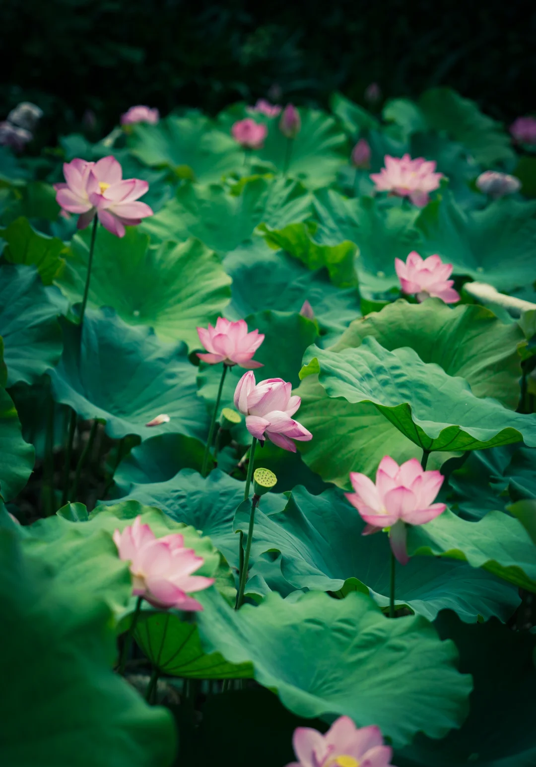 暑假进度条：■□□□□□