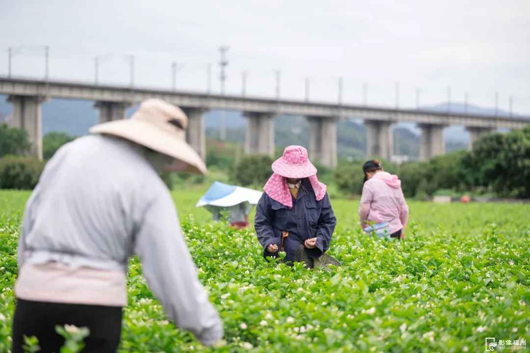太香了！福州人都爱它！