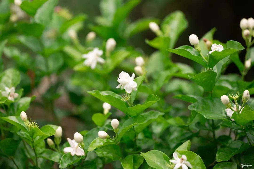 太香了！福州人都爱它！