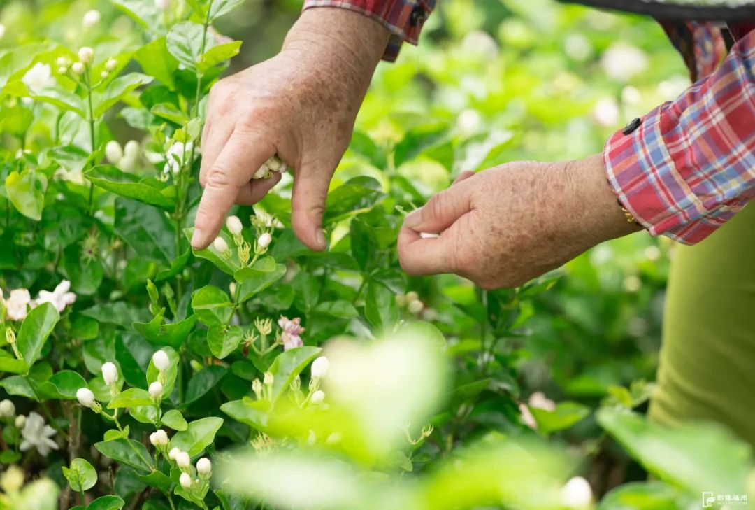 太香了！福州人都爱它！