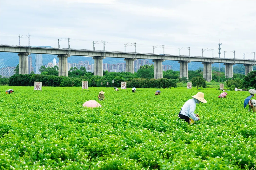 太香了！福州人都爱它！