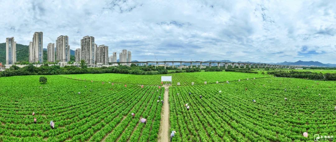 太香了！福州人都爱它！