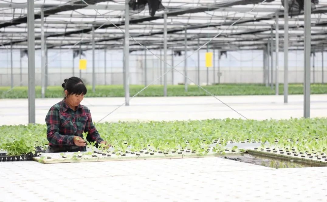 科技日报聚焦长乐：数字科技与农业深度融合 描绘乡村振兴新图景