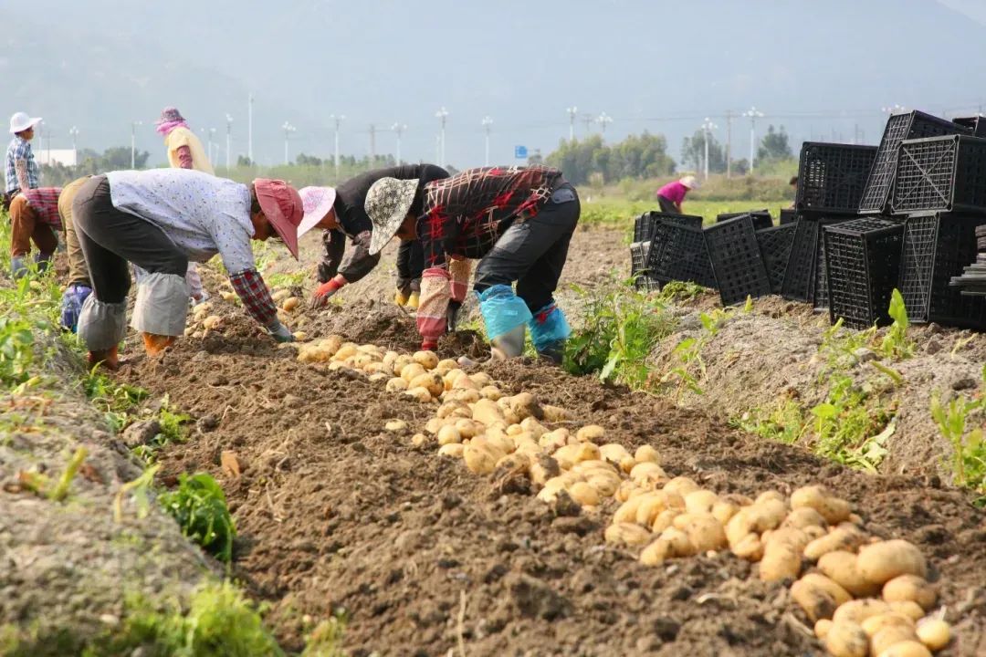 科技日报聚焦长乐：数字科技与农业深度融合 描绘乡村振兴新图景