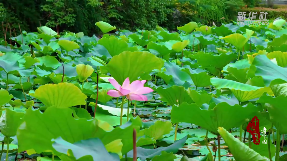 千城百县看中国｜福州鼓楼：夏至西湖 荷影翩跹
