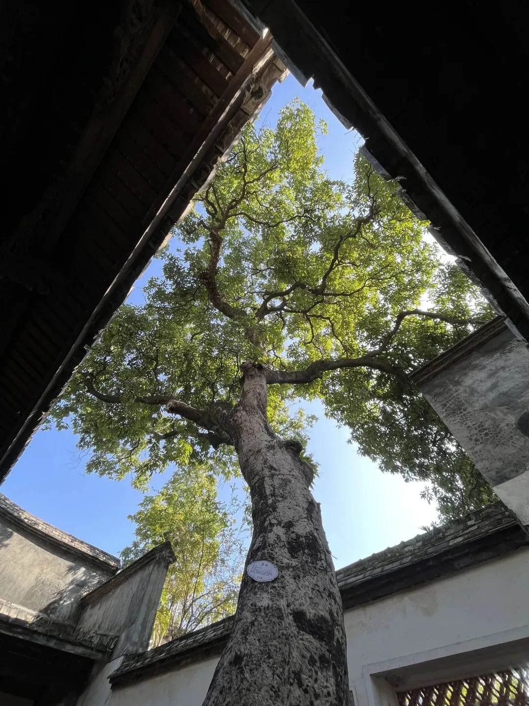 福州，荔枝自由！