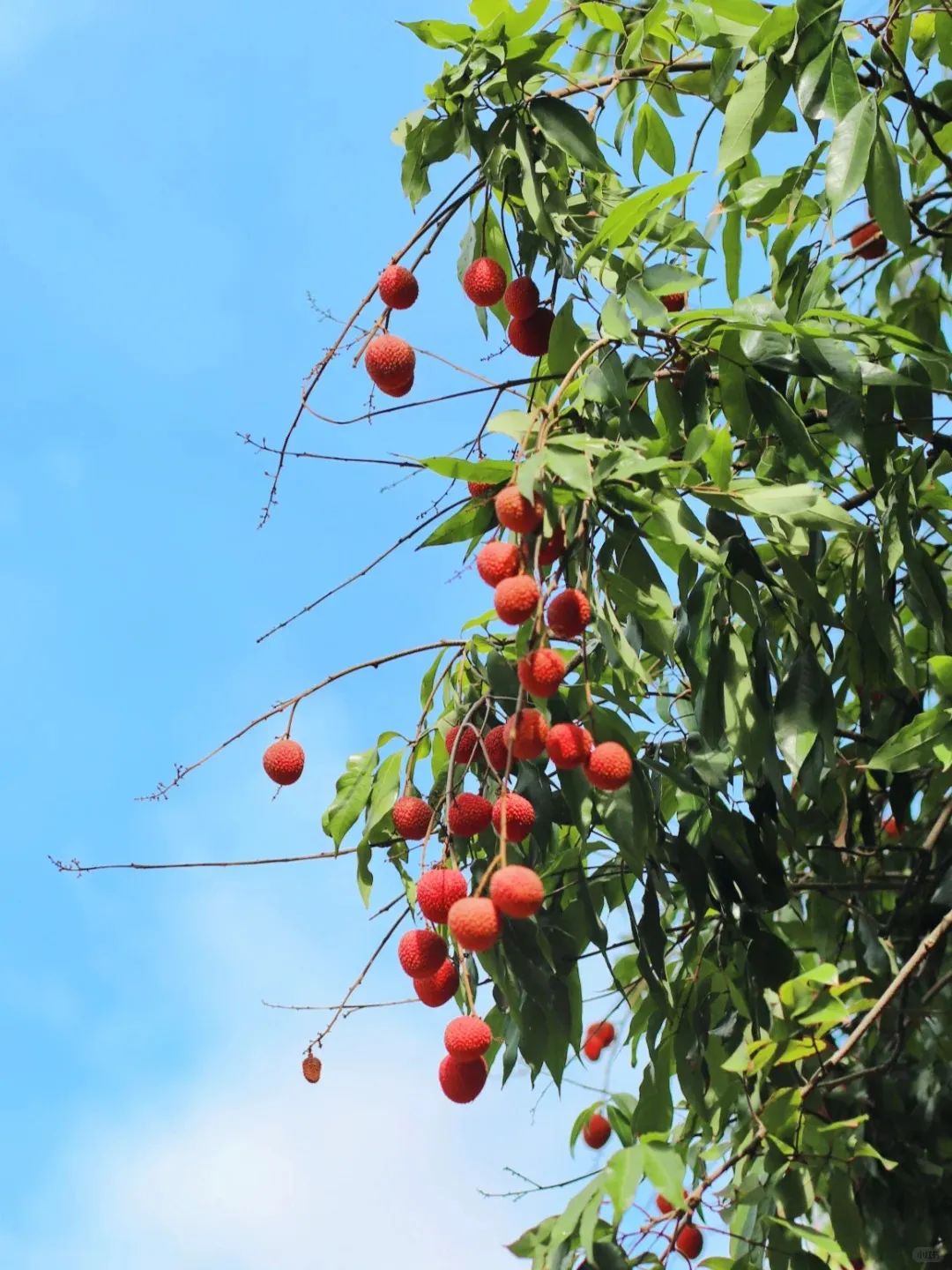福州，荔枝自由！
