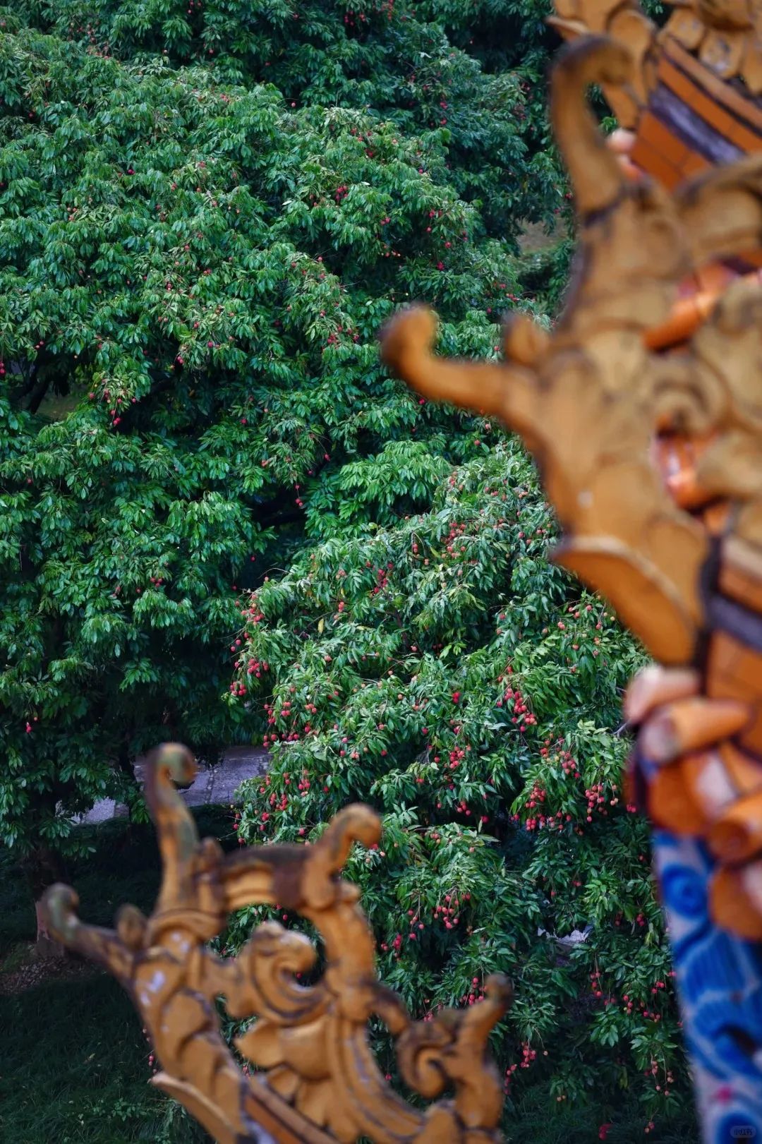 福州，荔枝自由！